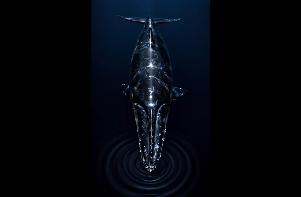 Le chant du rorqual à bosse : variation subie ou régulation active ?